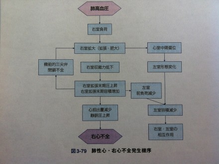 肺性心発生機序2