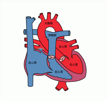 心臓の構造